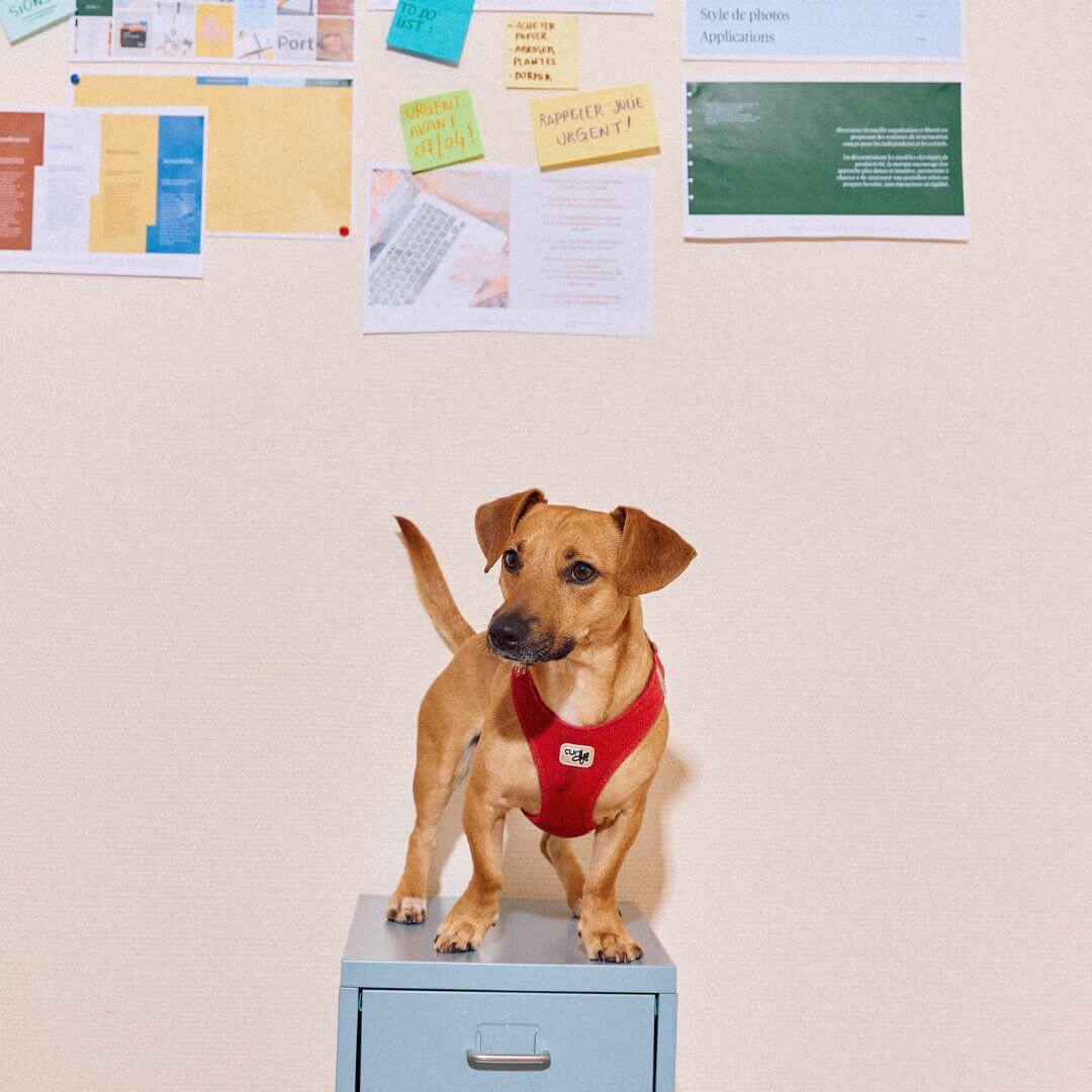 chien sur un meuble à tiroirs devant un mur recouvert de documents